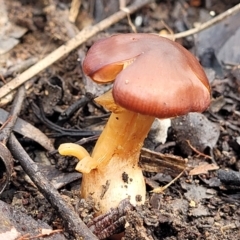 Cortinarius sp. (Cortinarius) at O'Connor, ACT - 26 Jul 2022 by trevorpreston