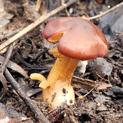 Cortinarius sp. (Cortinarius) at Bruce Ridge - 26 Jul 2022 by trevorpreston