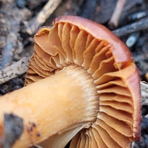 Cortinarius sp. at O'Connor, ACT - 26 Jul 2022