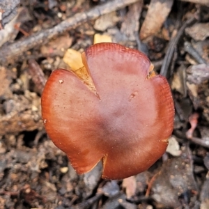 Cortinarius sp. at O'Connor, ACT - 26 Jul 2022