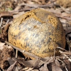 Pisolithus marmoratus (Horse Dung Fungus) at Bruce, ACT - 26 Jul 2022 by trevorpreston