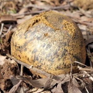 Pisolithus marmoratus at Bruce, ACT - 26 Jul 2022