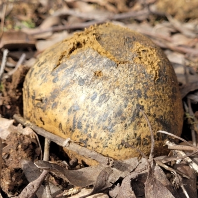 Pisolithus marmoratus (Horse Dung Fungus) at Bruce Ridge - 26 Jul 2022 by trevorpreston