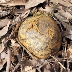 Pisolithus marmoratus at Bruce, ACT - 26 Jul 2022