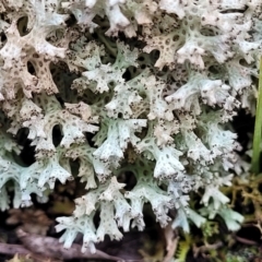 Cladia corallaizon at Bruce Ridge - 26 Jul 2022 by trevorpreston