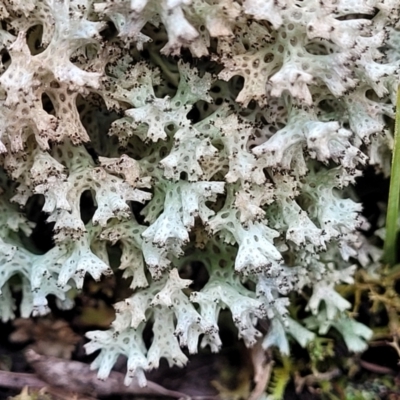 Cladia corallaizon at Bruce Ridge - 26 Jul 2022 by trevorpreston