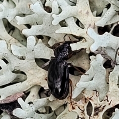 Mecyclothorax sp. (genus) (A carab beetle) at Bruce, ACT - 26 Jul 2022 by trevorpreston