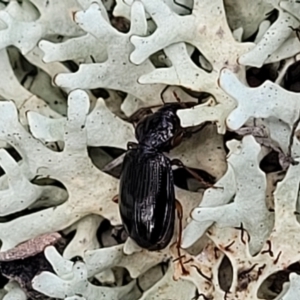 Mecyclothorax sp. (genus) at Bruce, ACT - 26 Jul 2022