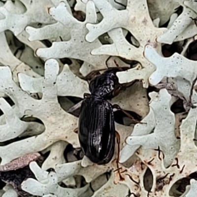 Mecyclothorax sp. (genus) (A carab beetle) at Bruce, ACT - 26 Jul 2022 by trevorpreston