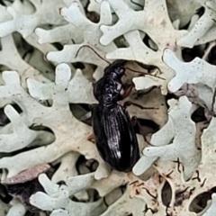 Mecyclothorax sp. (genus) at Bruce, ACT - 26 Jul 2022 12:32 PM