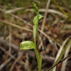 Bunochilus montanus (Montane Leafy Greenhood) at Tidbinbilla Nature Reserve - 26 Jul 2022 by JohnBundock