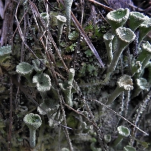 Cladonia sp. (genus) at Paddys River, ACT - 26 Jul 2022