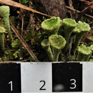 Cladonia sp. (genus) at Paddys River, ACT - 26 Jul 2022