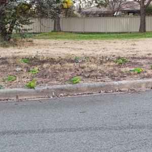 Polytelis swainsonii at Gowrie, ACT - suppressed