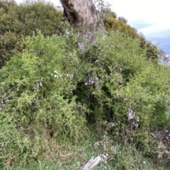 Lycium ferocissimum (African Boxthorn) at Jerrabomberra, NSW - 26 Jul 2022 by SteveBorkowskis