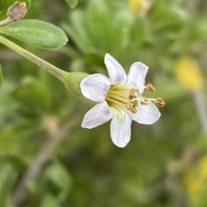 Lycium ferocissimum at Jerrabomberra, NSW - 26 Jul 2022