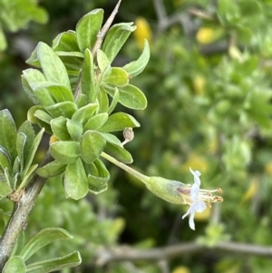 Lycium ferocissimum at Jerrabomberra, NSW - 26 Jul 2022