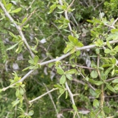 Lycium ferocissimum at Jerrabomberra, NSW - 26 Jul 2022