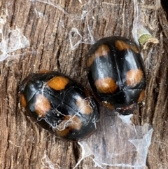 Paropsisterna beata (Blessed Leaf Beetle) at Jerrabomberra, NSW - 26 Jul 2022 by Steve_Bok