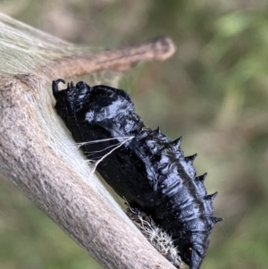 Delias harpalyce at Jerrabomberra, NSW - 26 Jul 2022