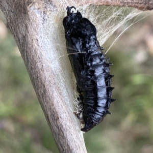 Delias harpalyce at Jerrabomberra, NSW - 26 Jul 2022 02:38 PM