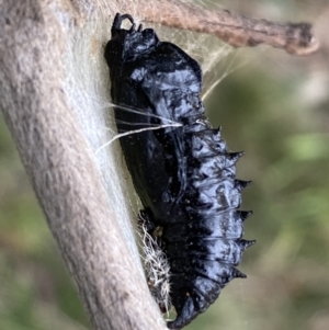 Delias harpalyce at Jerrabomberra, NSW - 26 Jul 2022 02:38 PM