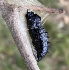 Delias harpalyce at Jerrabomberra, NSW - 26 Jul 2022 02:38 PM