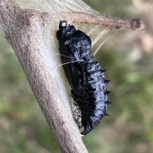 Delias harpalyce at Jerrabomberra, NSW - 26 Jul 2022 02:38 PM