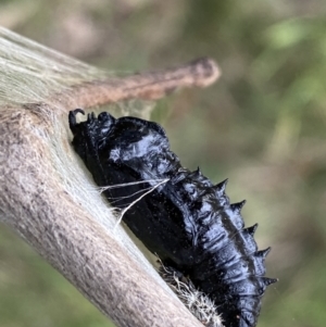 Delias harpalyce at Jerrabomberra, NSW - 26 Jul 2022 02:38 PM