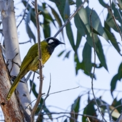 Nesoptilotis leucotis (White-eared Honeyeater) at Rugby, NSW - 24 Jul 2022 by trevsci