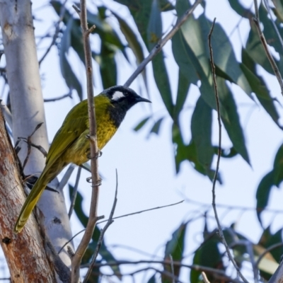 Nesoptilotis leucotis (White-eared Honeyeater) at Rugby, NSW - 24 Jul 2022 by trevsci