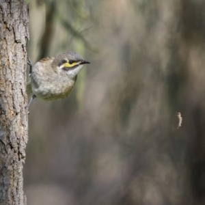 Caligavis chrysops at Boorowa, NSW - 24 Jul 2022 11:02 AM