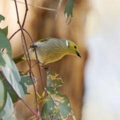 Ptilotula penicillata (White-plumed Honeyeater) at Boorowa, NSW - 24 Jul 2022 by trevsci