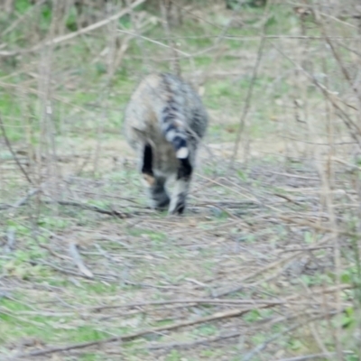 Felis catus (Feral Cat) at Gigerline Nature Reserve - 26 Jul 2022 by Ct1000