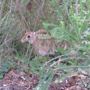 Oryctolagus cuniculus at Acton, ACT - 26 Jul 2022