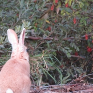 Oryctolagus cuniculus at Acton, ACT - 26 Jul 2022