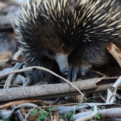 Tachyglossus aculeatus (Short-beaked Echidna) at Gigerline Nature Reserve - 26 Jul 2022 by Ct1000