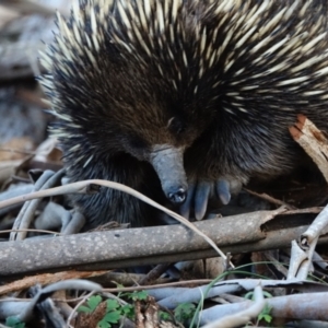 Tachyglossus aculeatus at Tennent, ACT - 26 Jul 2022