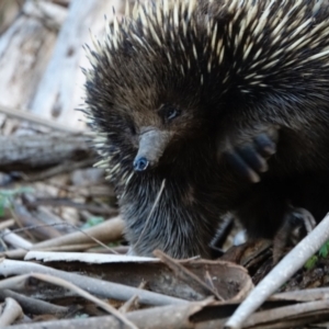 Tachyglossus aculeatus at Tennent, ACT - 26 Jul 2022