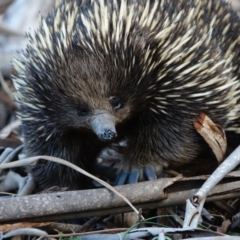 Tachyglossus aculeatus at Tennent, ACT - 26 Jul 2022 04:04 PM