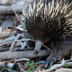 Tachyglossus aculeatus at Tennent, ACT - 26 Jul 2022