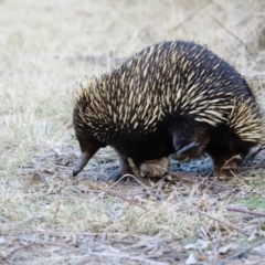 Tachyglossus aculeatus at Tennent, ACT - 26 Jul 2022