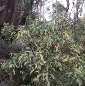 Acacia obliquinervia at Paddys River, ACT - 13 Jul 2022