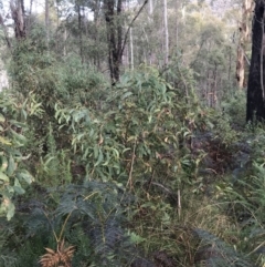 Acacia obliquinervia at Paddys River, ACT - 13 Jul 2022