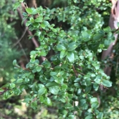 Coprosma quadrifida at Paddys River, ACT - 13 Jul 2022 10:24 AM