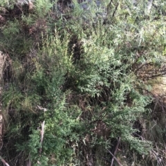 Coprosma quadrifida at Paddys River, ACT - 13 Jul 2022 10:24 AM