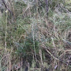 Monotoca scoparia (Broom Heath) at Tidbinbilla Nature Reserve - 13 Jul 2022 by Tapirlord