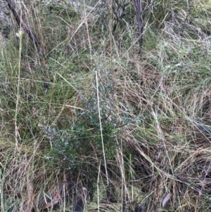 Monotoca scoparia at Paddys River, ACT - 13 Jul 2022