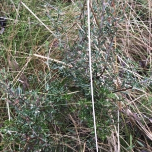 Monotoca scoparia at Paddys River, ACT - 13 Jul 2022