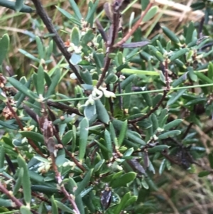 Monotoca scoparia at Paddys River, ACT - 13 Jul 2022